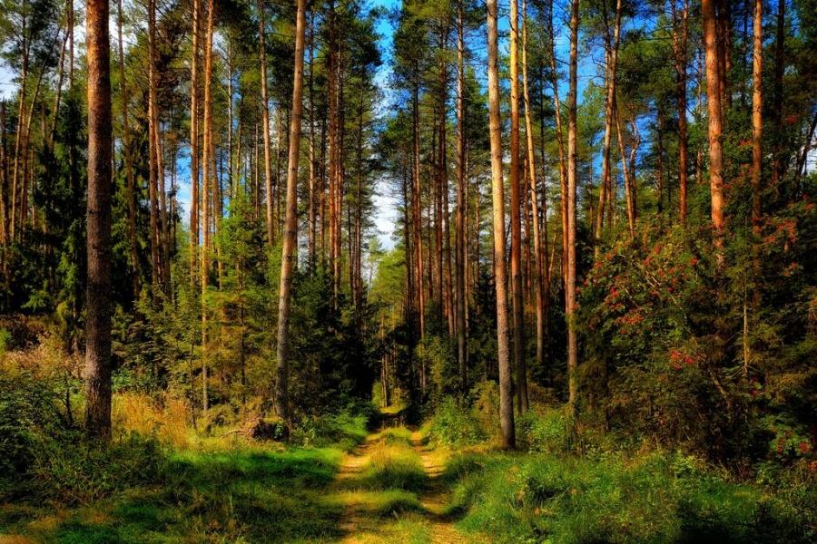 Игорь Руденя поздравил работников лесного комплекса Тверской области Игорь Руденя поздравил работников лесного комплекса Тверской области