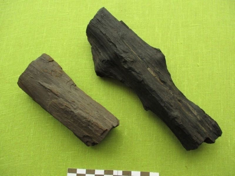 Обломки окаменелой древесины поступили в андреапольский музей
