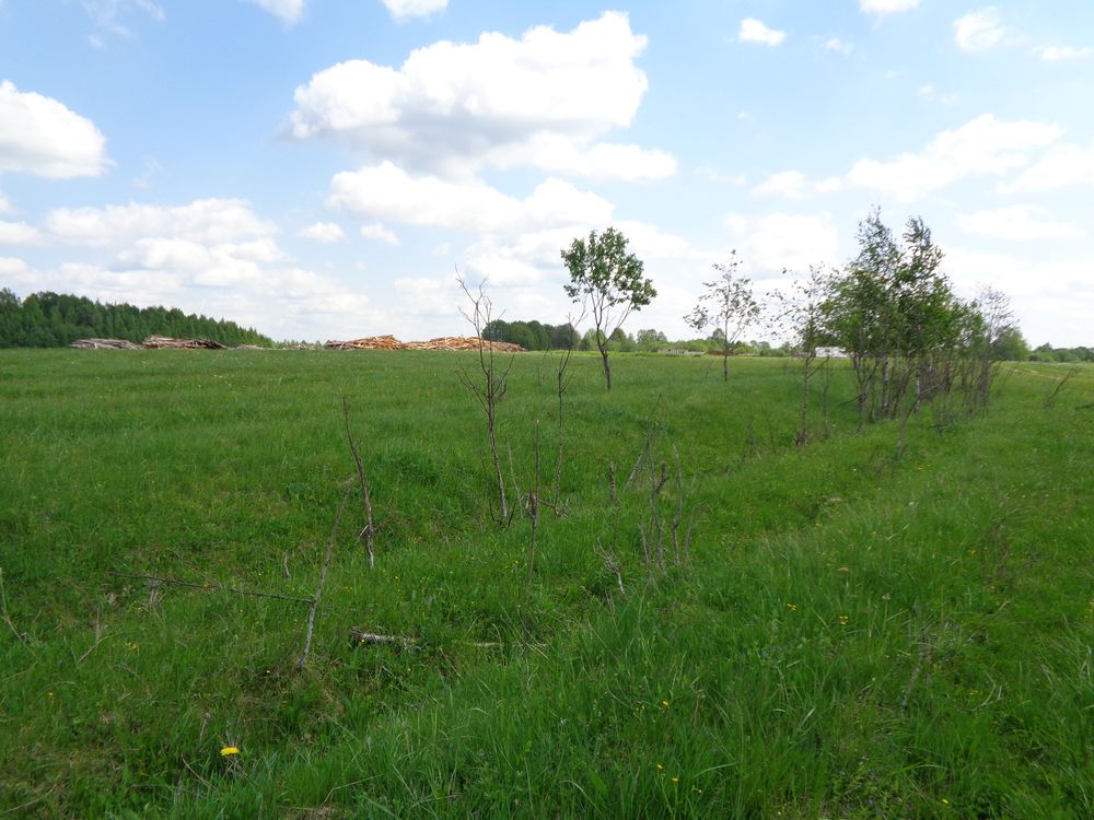 В Тверской области порядка 50 гектаров плодородных земель зарастают бурьяном