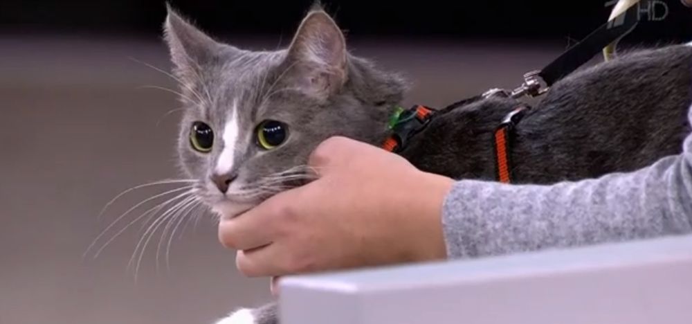 Тверская кошка Мася выступила на Первом канале и победила