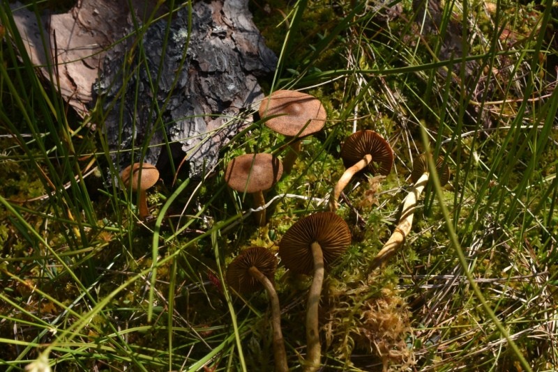 В Центрально-Лесном заповеднике нашли новые виды грибов