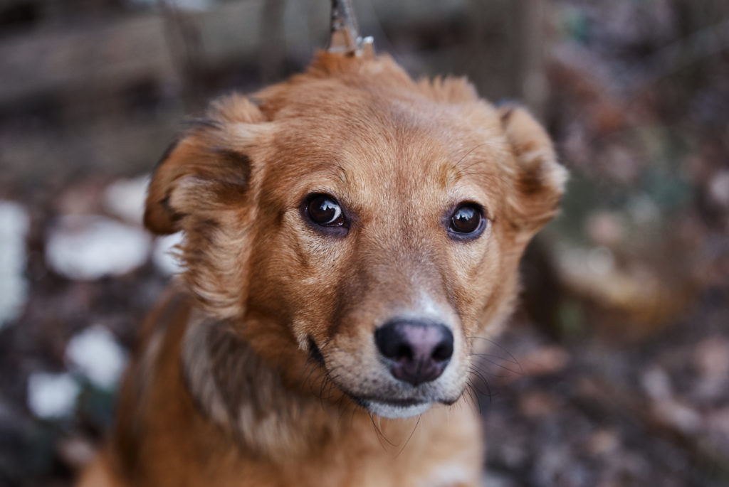 Помоги бездомным собачкам найти свой дом в Твери