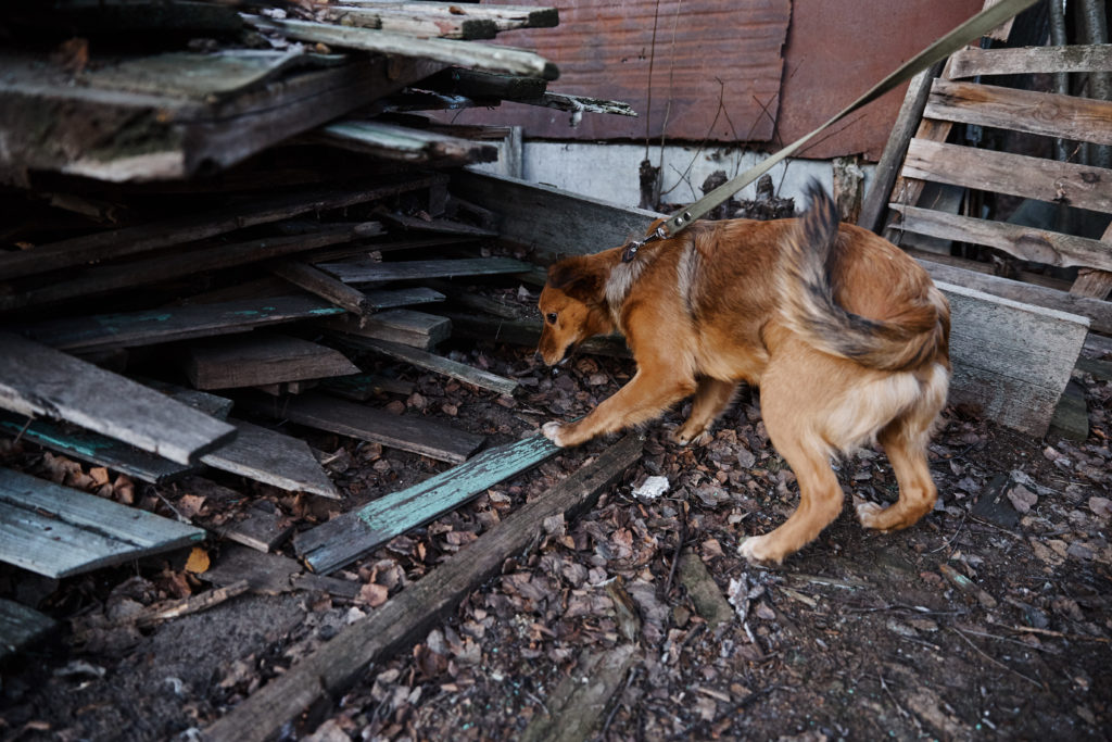 Помоги бездомным собачкам найти свой дом в Твери
