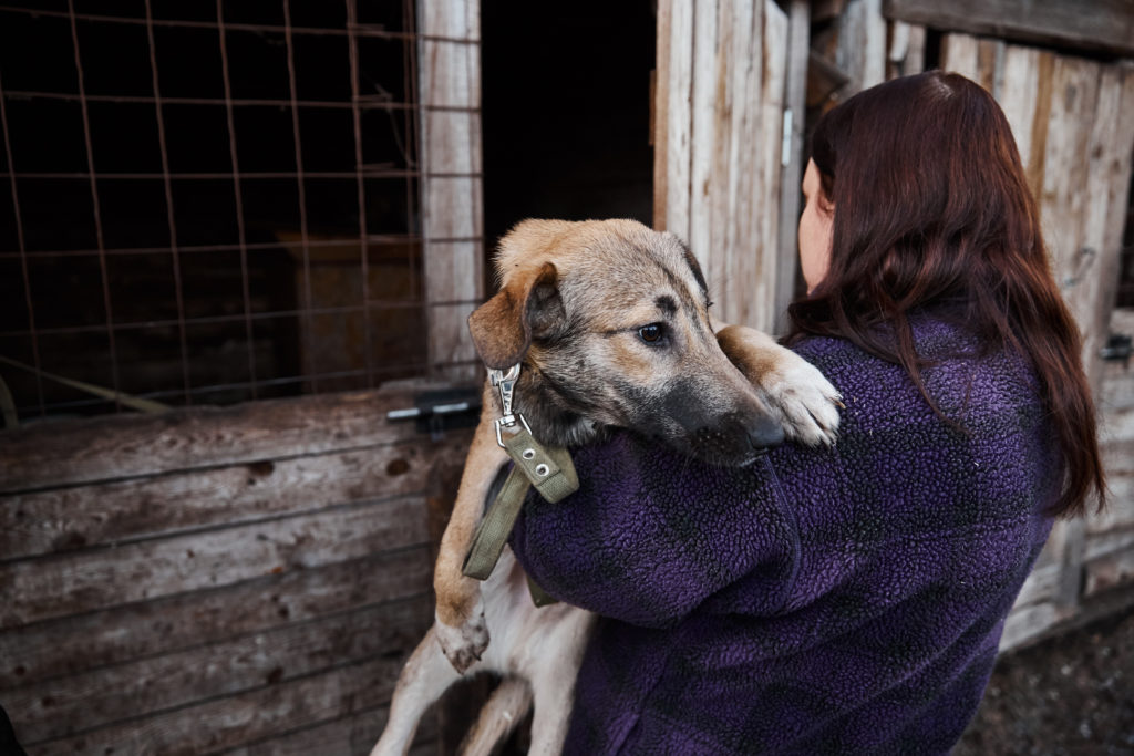 Помоги бездомным собачкам найти свой дом в Твери