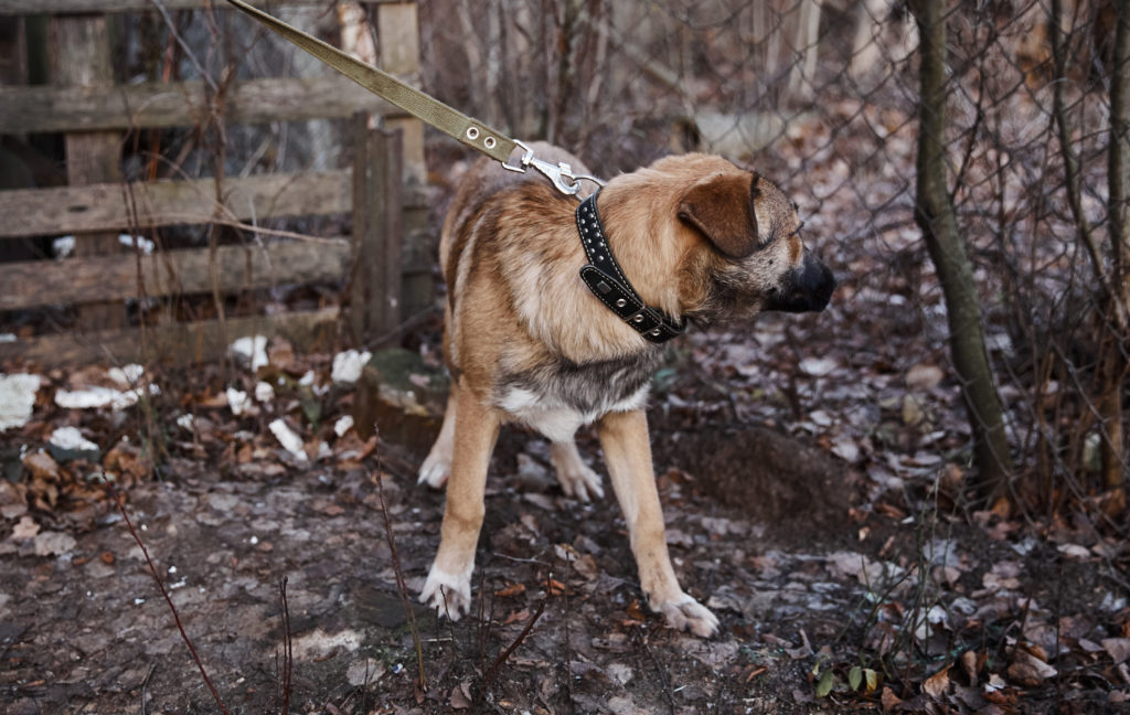 Помоги бездомным собачкам найти свой дом в Твери