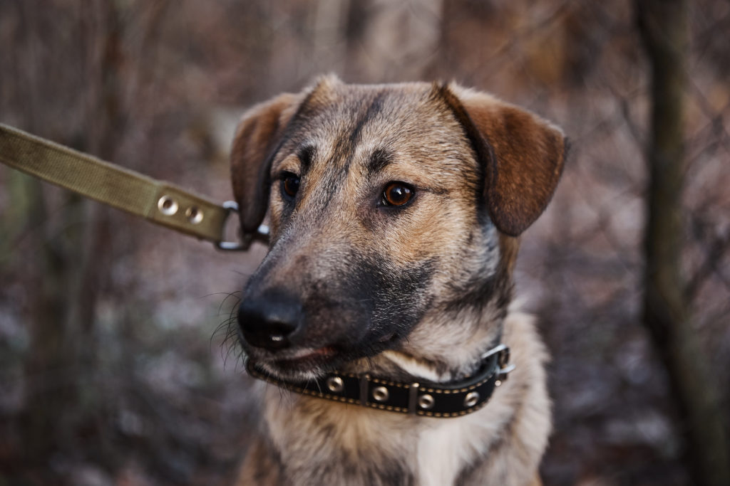 Помоги бездомным собачкам найти свой дом в Твери