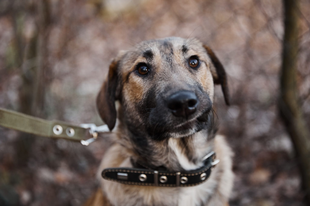 Помоги бездомным собачкам найти свой дом в Твери