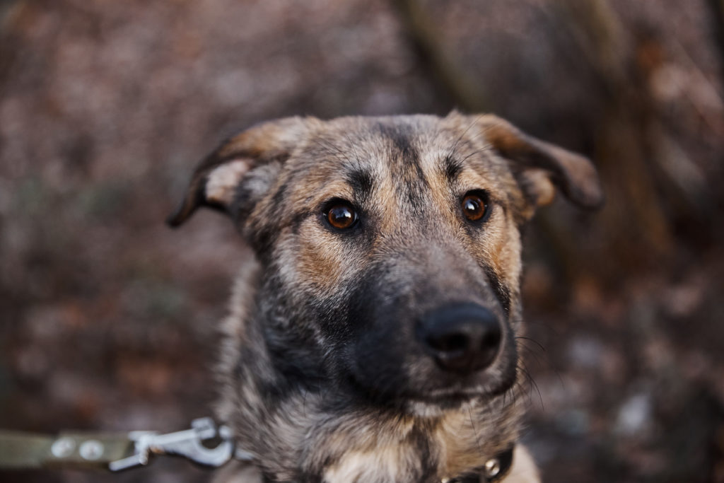 Помоги бездомным собачкам найти свой дом в Твери