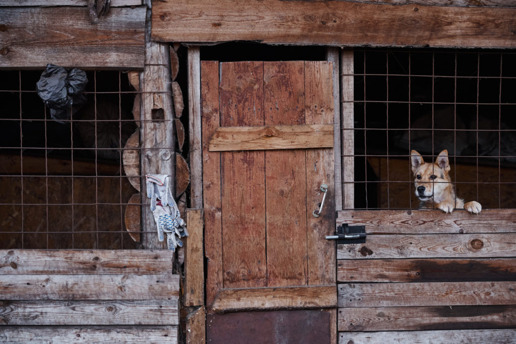 Помоги бездомным собачкам найти свой дом в Твери