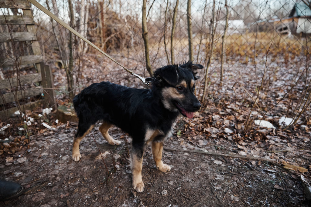 Помоги бездомным собачкам найти свой дом в Твери