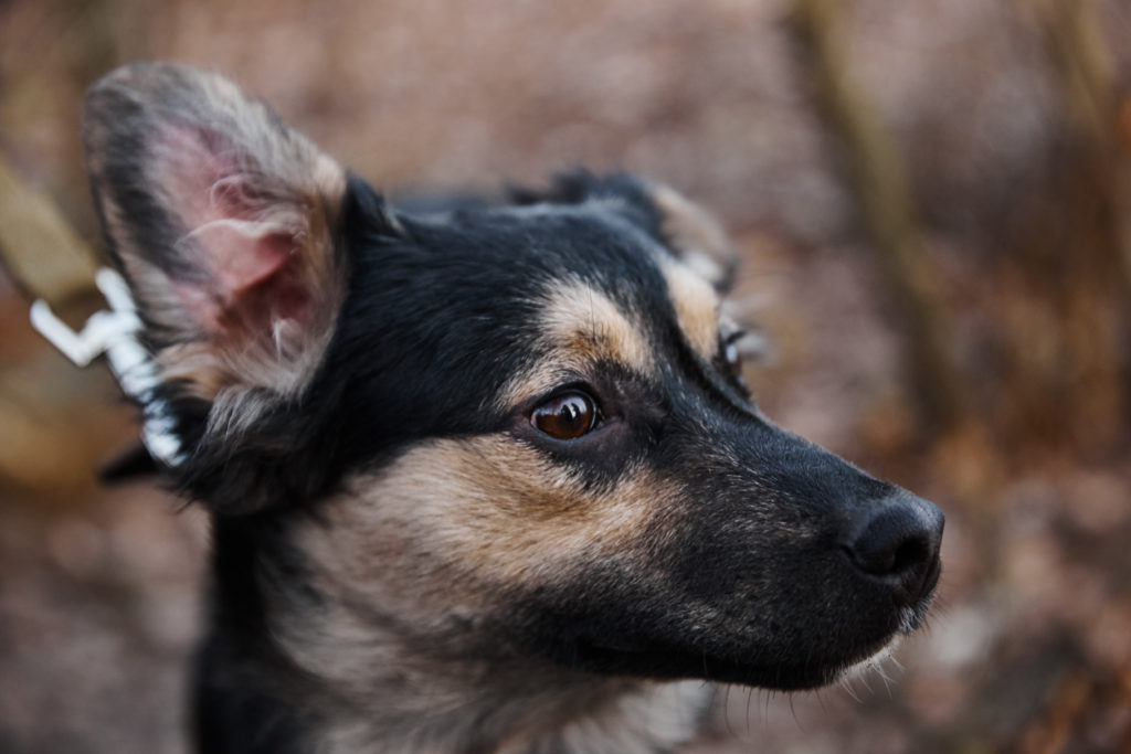 Помоги бездомным собачкам найти свой дом в Твери