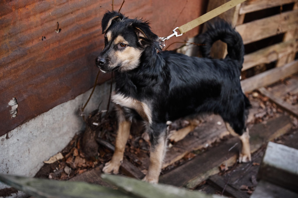 Помоги бездомным собачкам найти свой дом в Твери