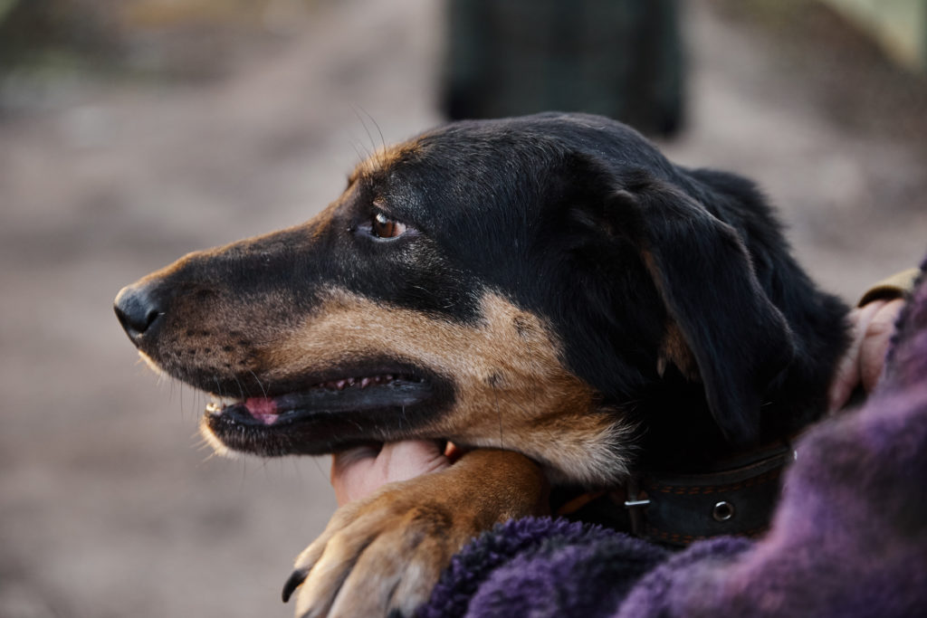 Помоги бездомным собачкам найти свой дом в Твери