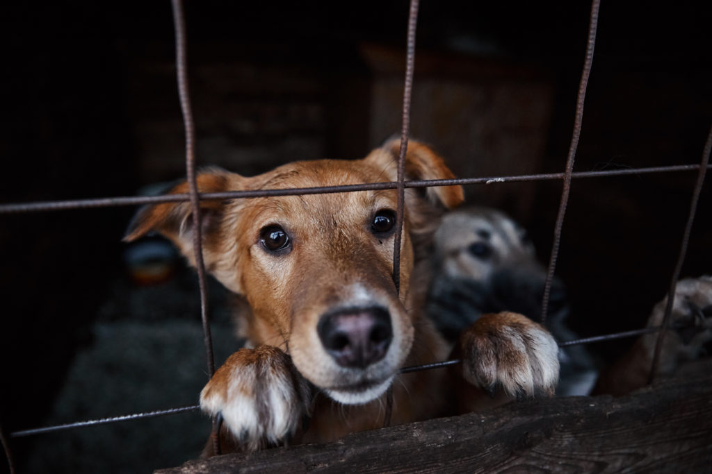 Помоги бездомным собачкам найти свой дом в Твери