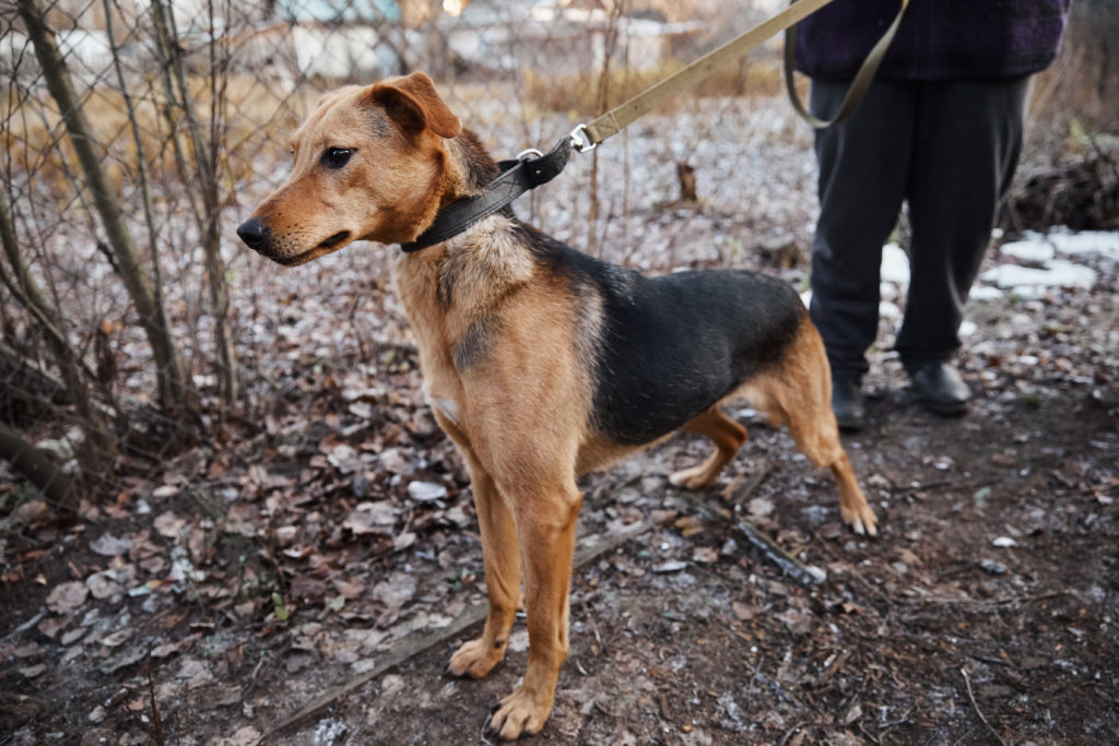 Помоги бездомным собачкам найти свой дом в Твери