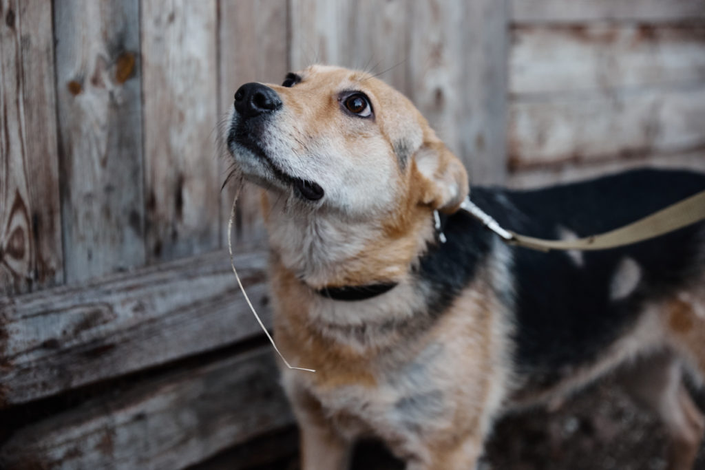 Помоги бездомным собачкам найти свой дом в Твери