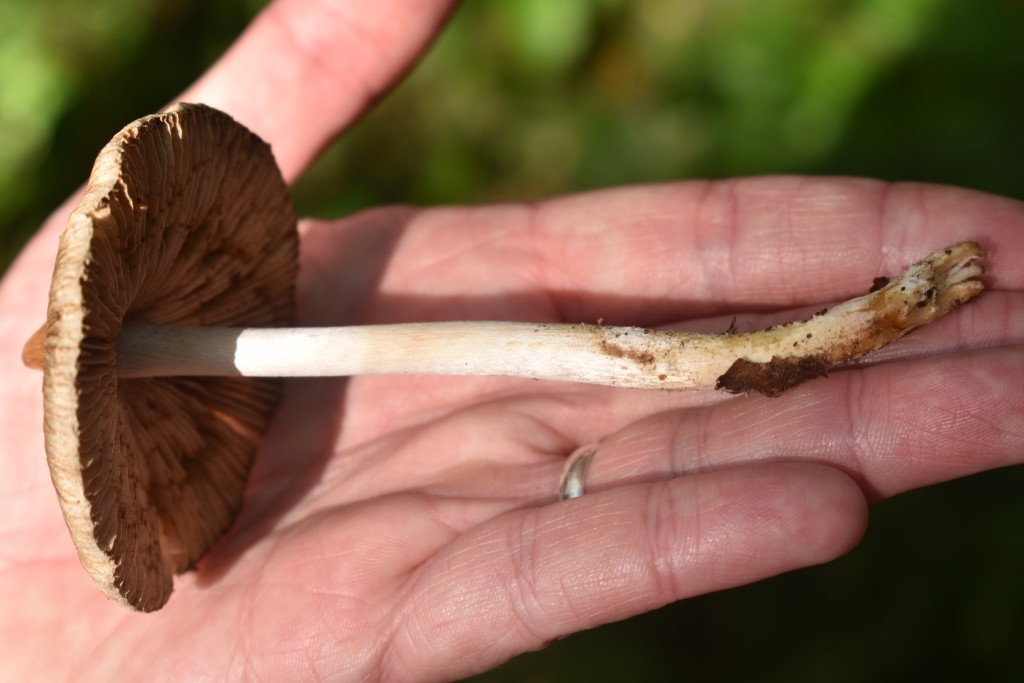 В Центрально-Лесном заповеднике нашли новые виды грибов