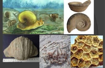 Очень древняя история про Тверскую область: пляжи и морские ежи в Торопце Очень древняя история про Тверскую область: пляжи и морские ежи в Торопце