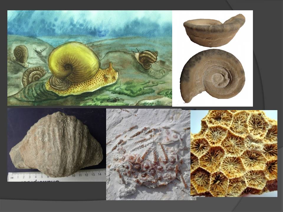 Очень древняя история про Тверскую область: пляжи и морские ежи в Торопце