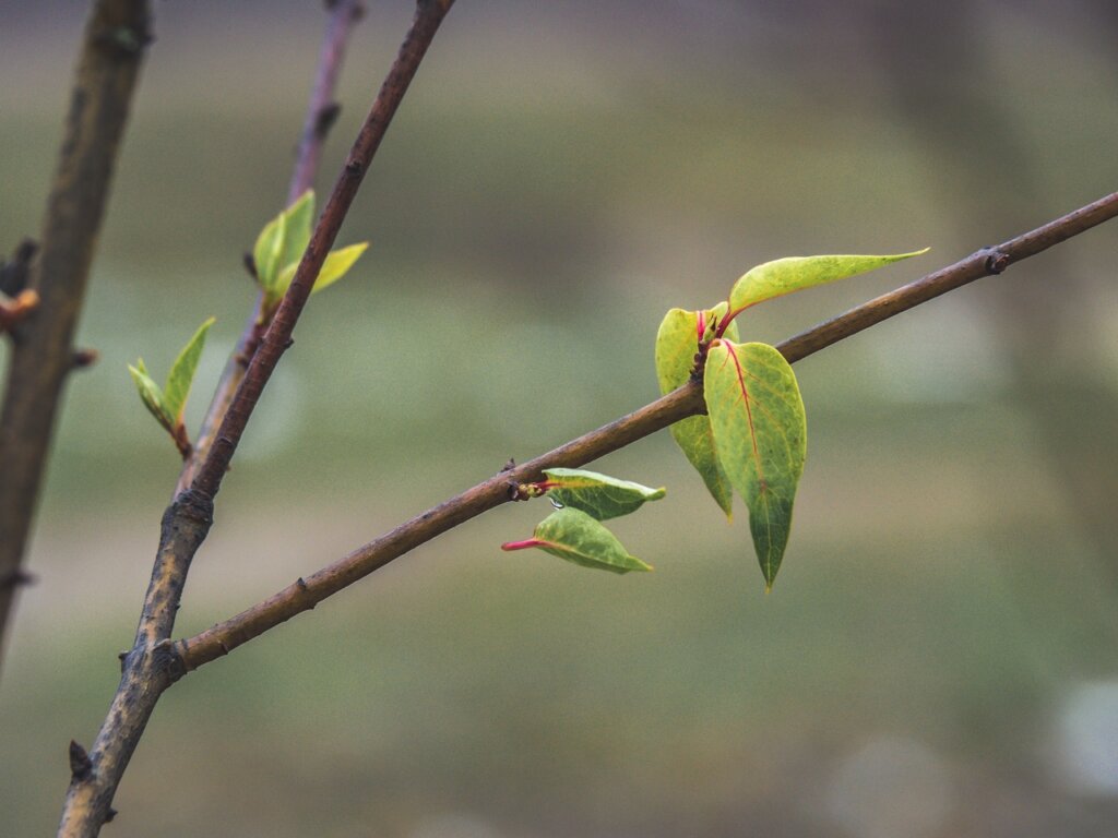 Весна в ноябре: в Твери распустились молодые листочки Весна в ноябре: в Твери распустились молодые листочки
