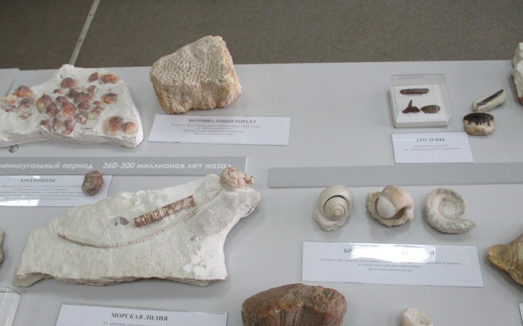 Очень древняя история про Тверскую область: пляжи и морские ежи в Торопце