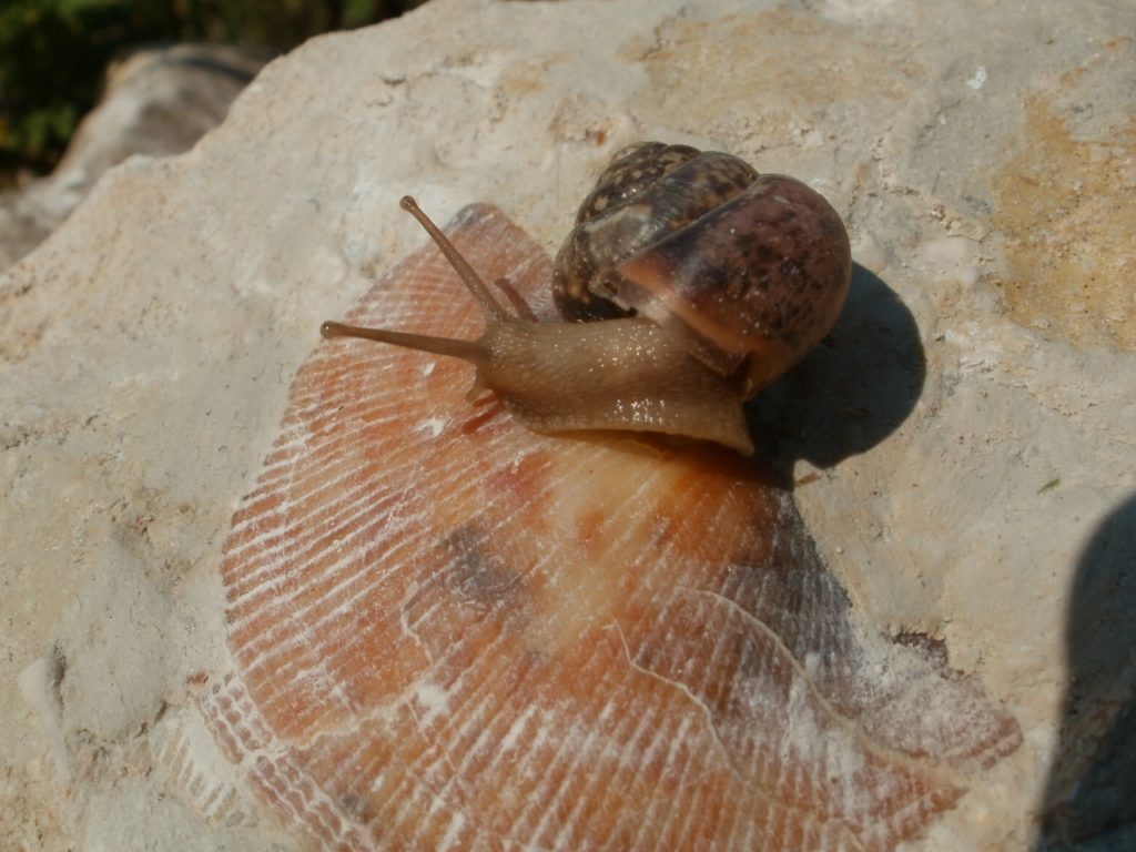 Очень древняя история про Тверскую область: пляжи и морские ежи в Торопце