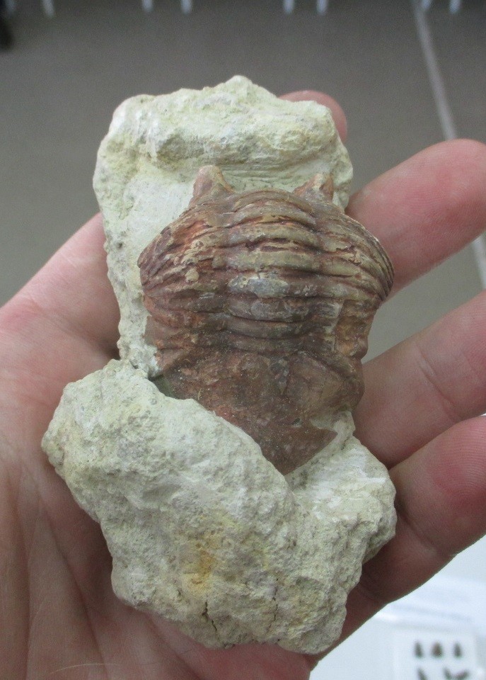 Очень древняя история про Тверскую область: пляжи и морские ежи в Торопце