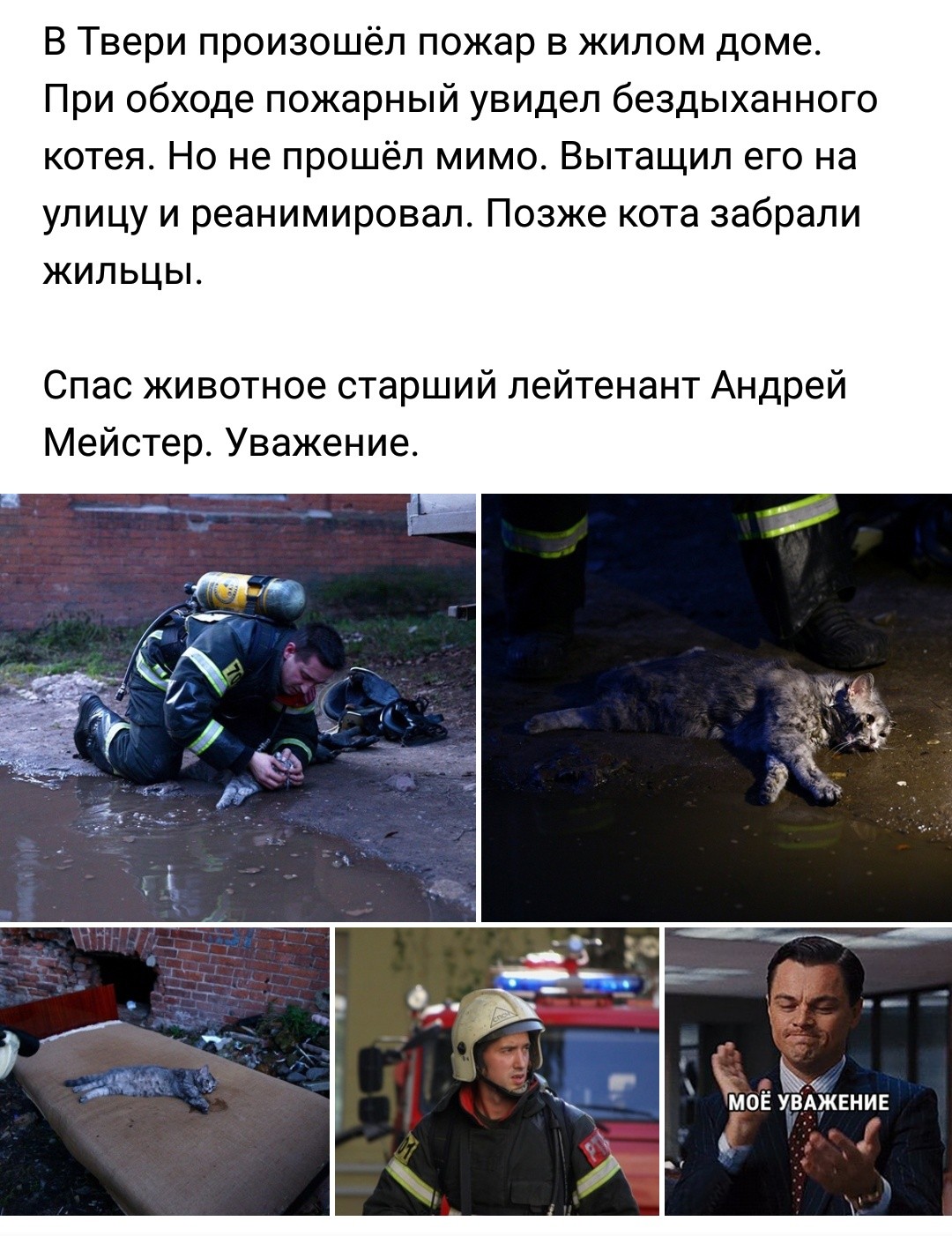 Героический пожарный и спасённый кот из Твери набирают популярность в интернете