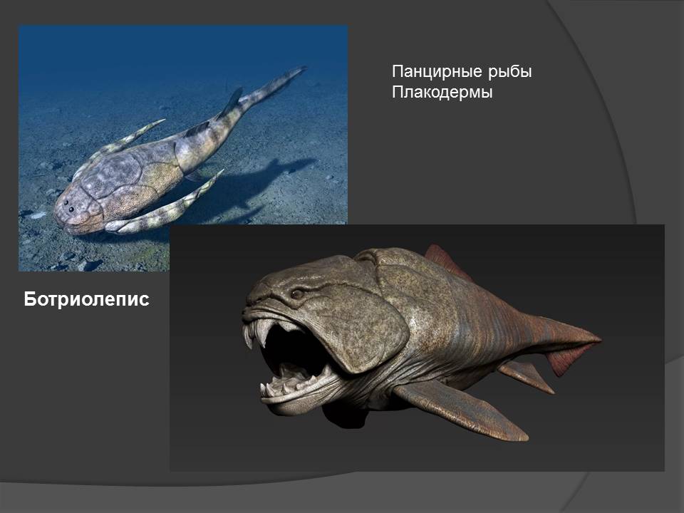 Очень древняя история про Тверскую область: пляжи и морские ежи в Торопце