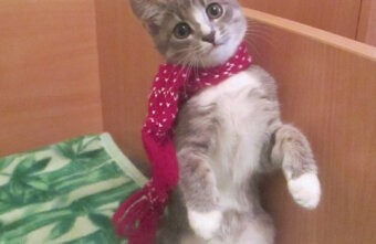 Тверская кошка Мася выступила на Первом канале и победила Тверская кошка Мася выступила на Первом канале и победила