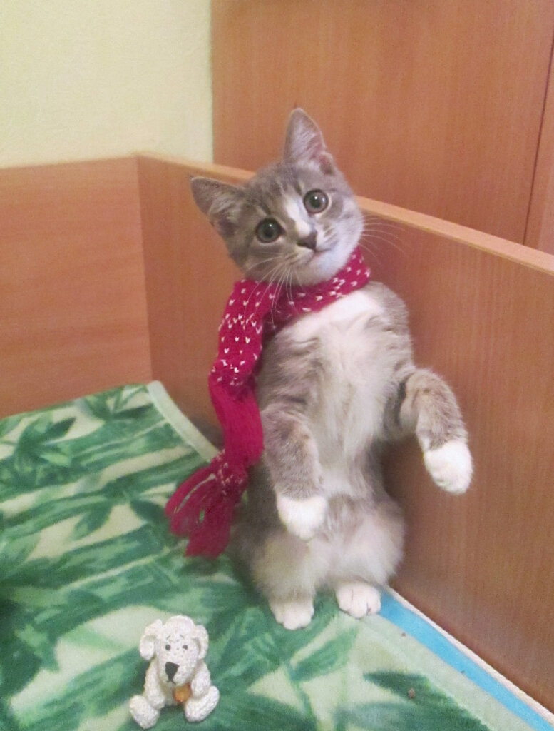 Тверская кошка Мася станет героем программы на Первом канале