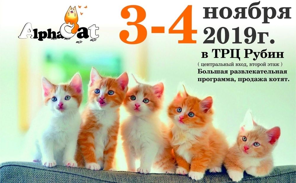 В Твери пройдет международная выставка кошек В Твери пройдет международная выставка кошек