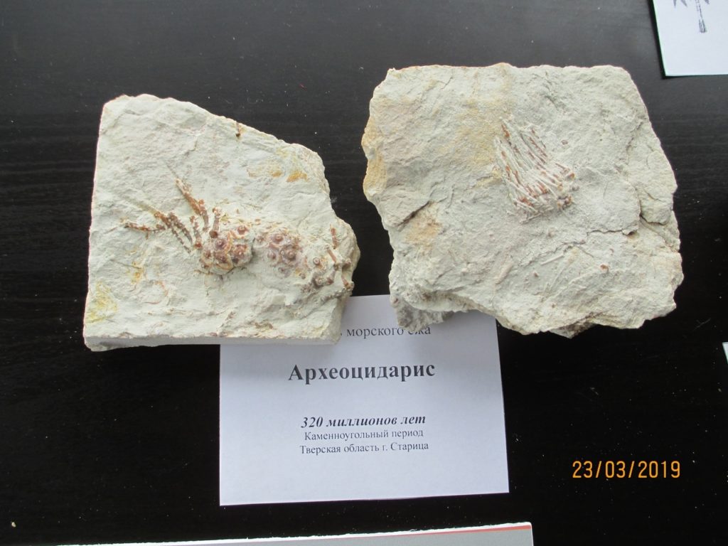 Очень древняя история про Тверскую область: пляжи и морские ежи в Торопце