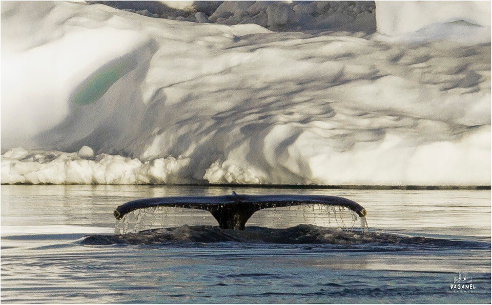 Между нами тает лёд: как тверской парень водит экспедиции через шторма в Антарктиду  