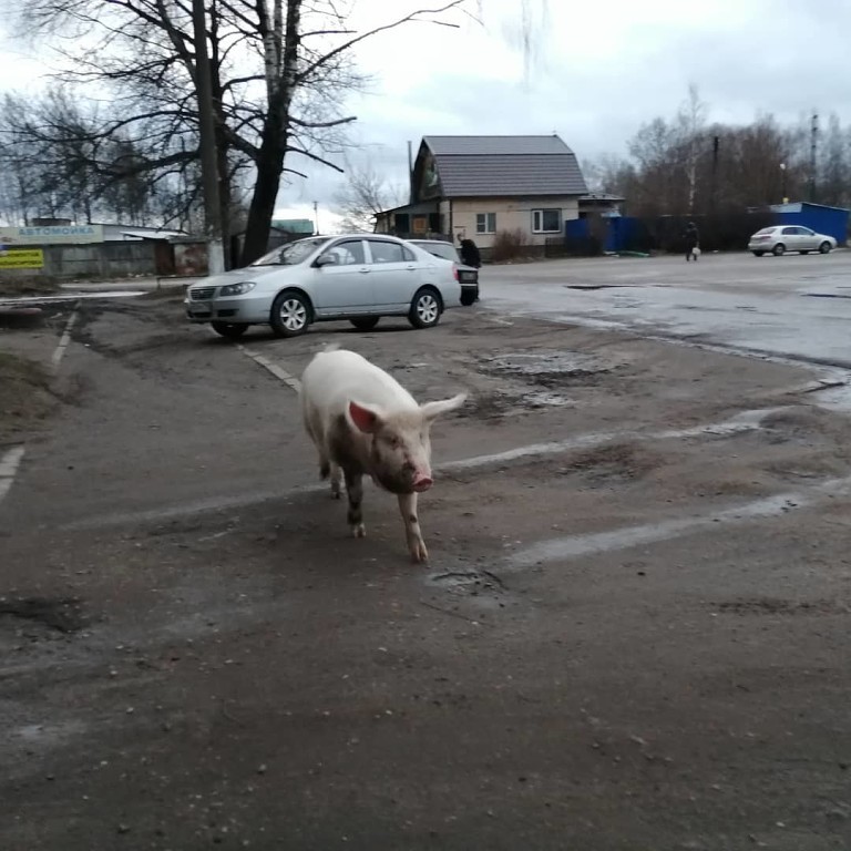 По улицам города в Тверской области свободно гулял символ года