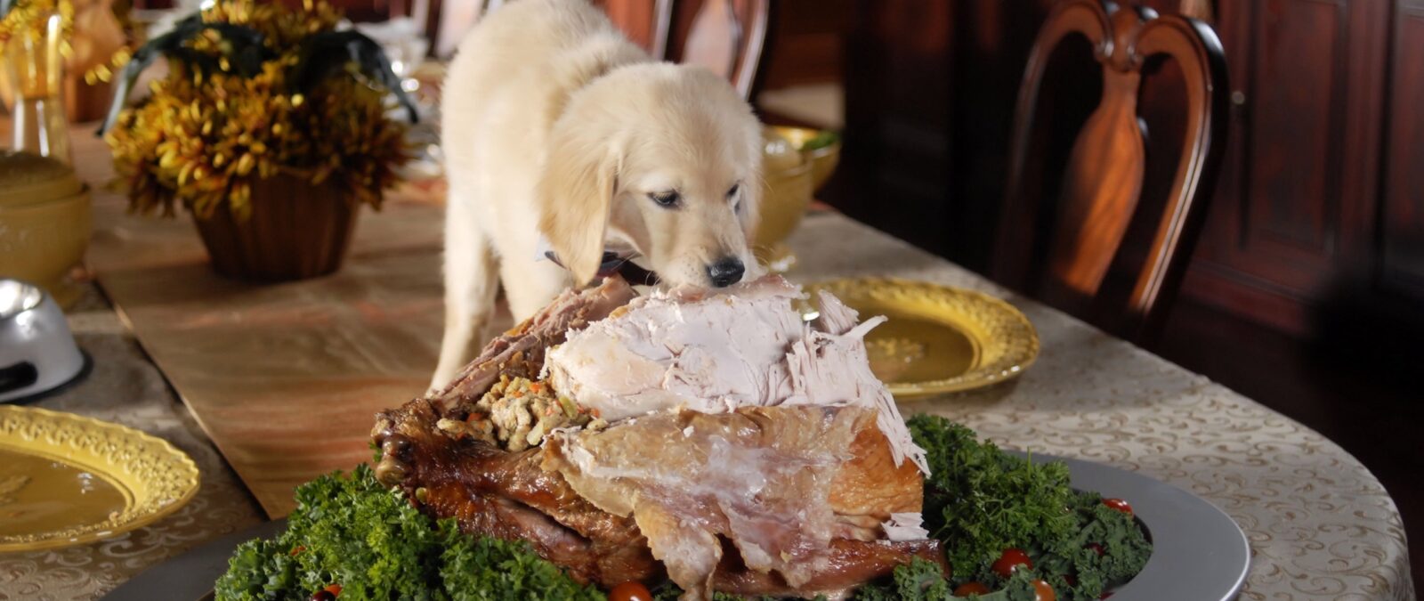 Тверские ветеринары назвали самое опасное новогоднее блюдо для домашних животных