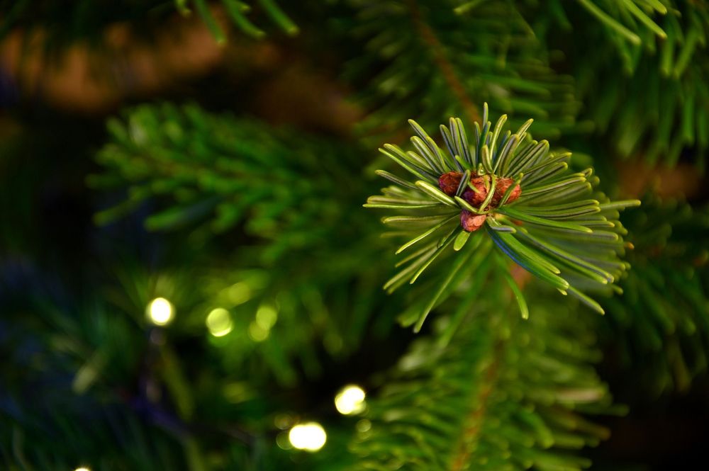 Жителям Тверской области рассказали выборе рождественских деревьев