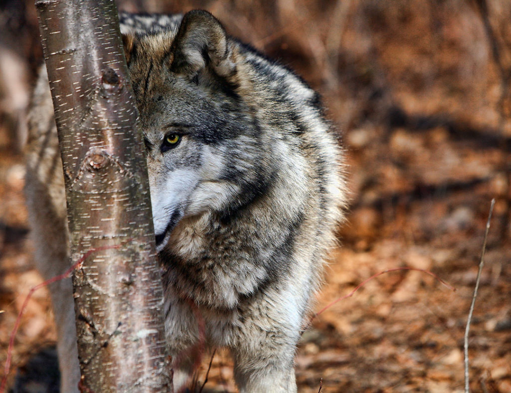 Следы, испугавшие жителей Тверской области, оказались следами кошки и собаки Следы, испугавшие жителей Тверской области, оказались следами кошки и собаки