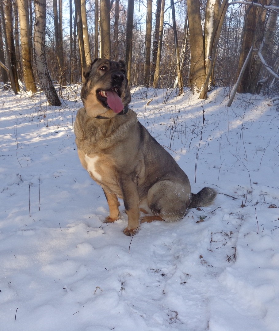 Телеканал Russia Today снял сюжет о тверских рысях