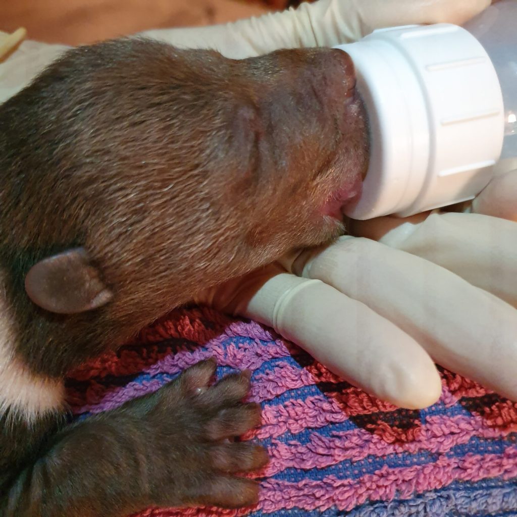 Специалисты боролись за жизнь карельского медвежонка в Тверской области ВИДЕО