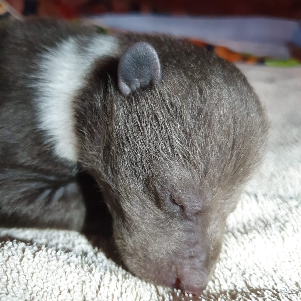 Специалисты боролись за жизнь карельского медвежонка в Тверской области ВИДЕО
