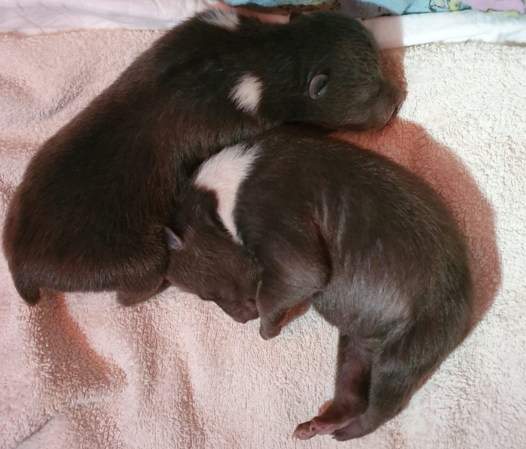 Специалисты боролись за жизнь карельского медвежонка в Тверской области ВИДЕО Специалисты боролись за жизнь карельского медвежонка в Тверской области ВИДЕО