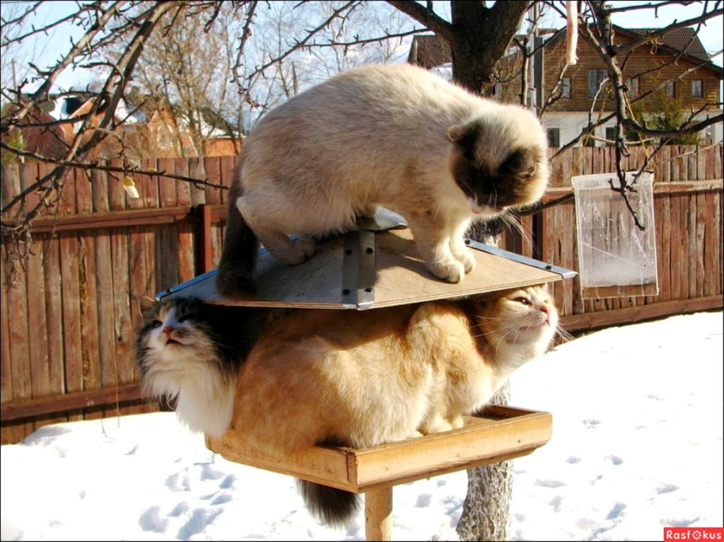 Орнитолог расскажет, как правильно кормить птиц зимой в Твери