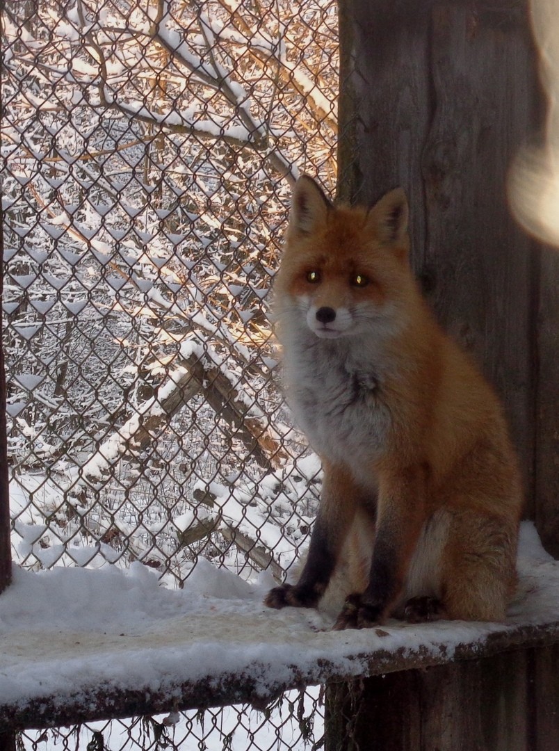Телеканал Russia Today снял сюжет о тверских рысях