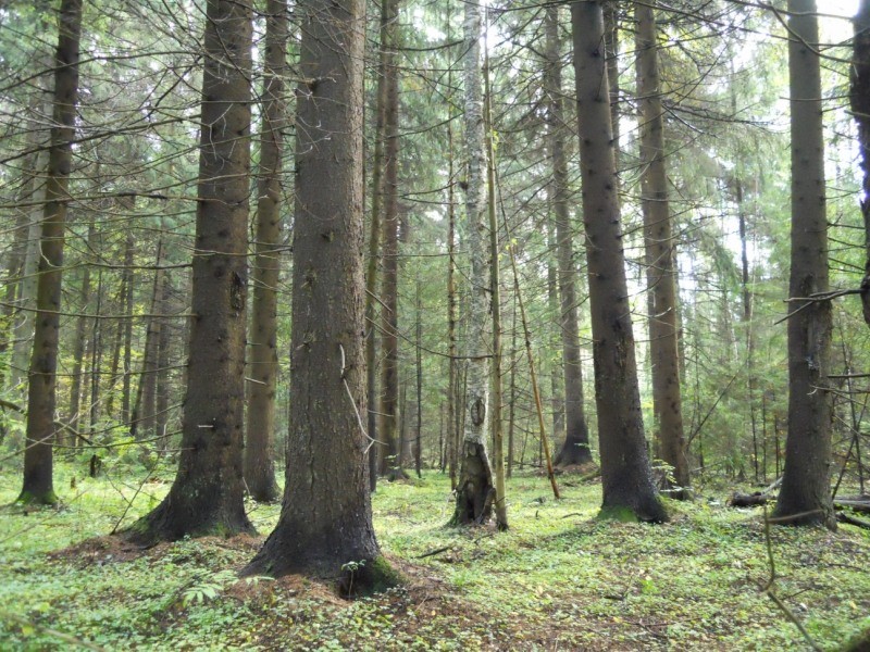 Тверская область вошла в ТОП-10 регионов по эффективности исполнения полномочий в сфере лесных отношений