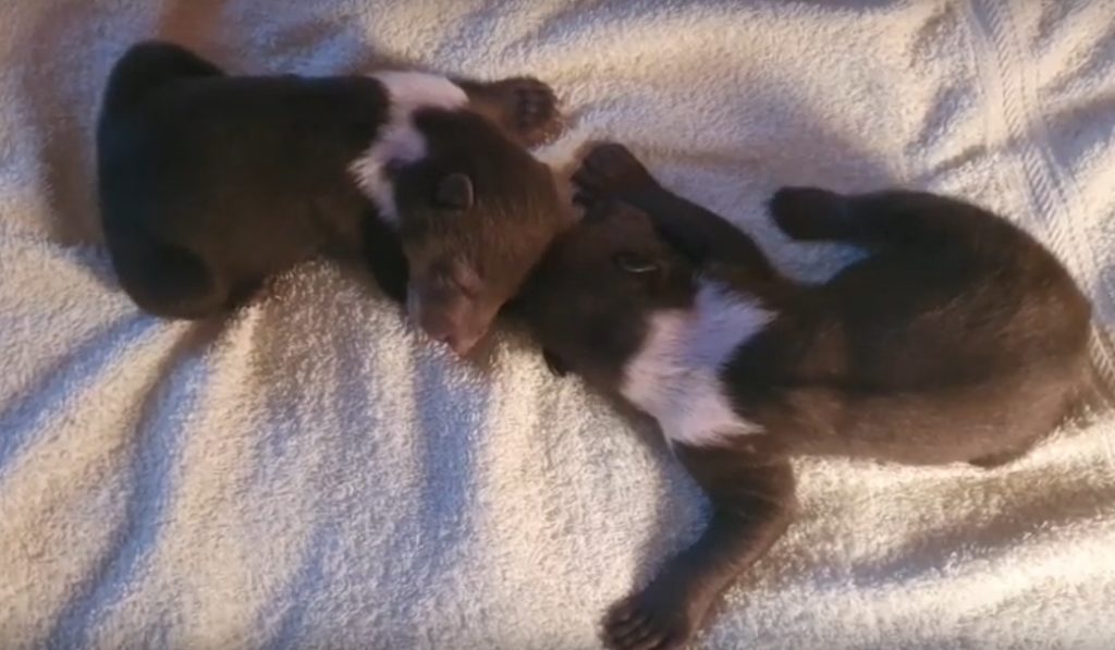 В Тверском "Центре спасения медвежат-сирот" появились новые воспитанники В Тверском "Центре спасения медвежат-сирот" появились новые воспитанники