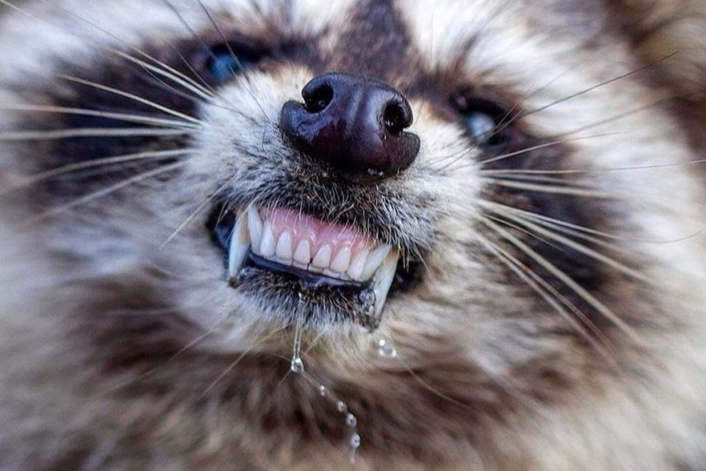 В Тверской области зарегистрировали очередной случай бешенства