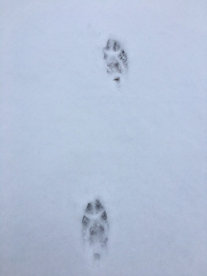 В Тверской области волк с детенышем вышли к жилым домам