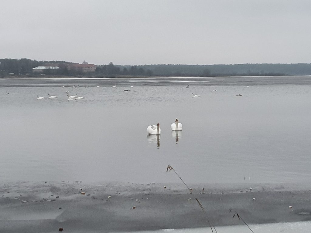Большая стая лебедей прилетела на озеро Соломено Тверской области Большая стая лебедей прилетела на озеро Соломено Тверской области