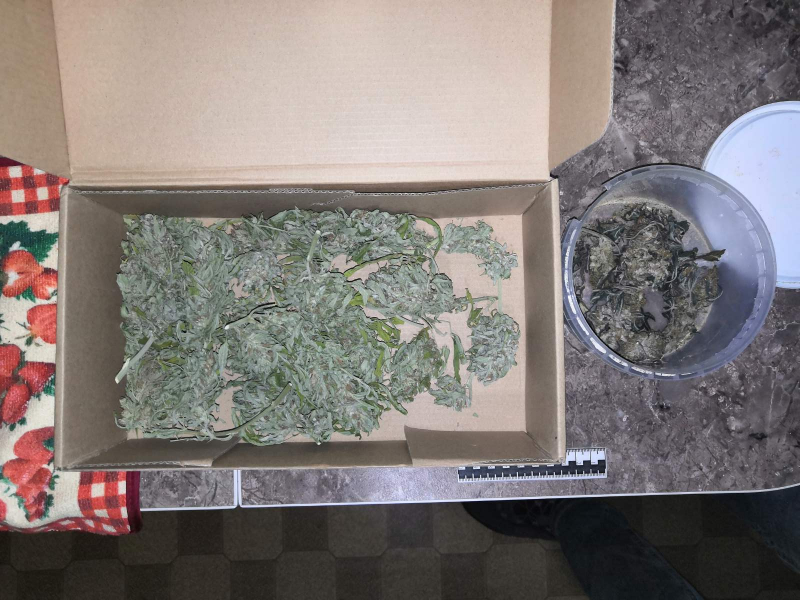 Пожилой мужчина выращивал у себя на участке под Тверью коноплю